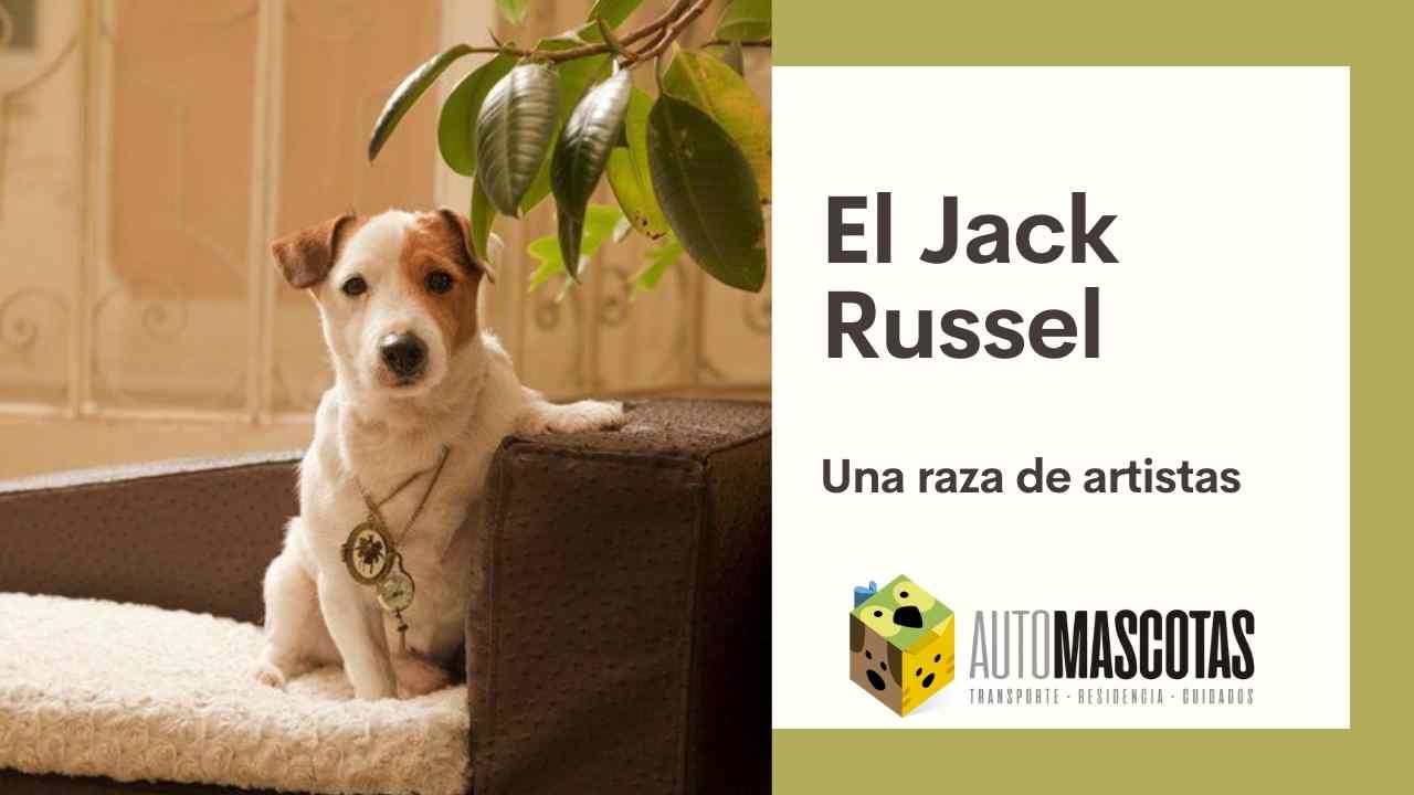Perro Jack Russel en el sofá