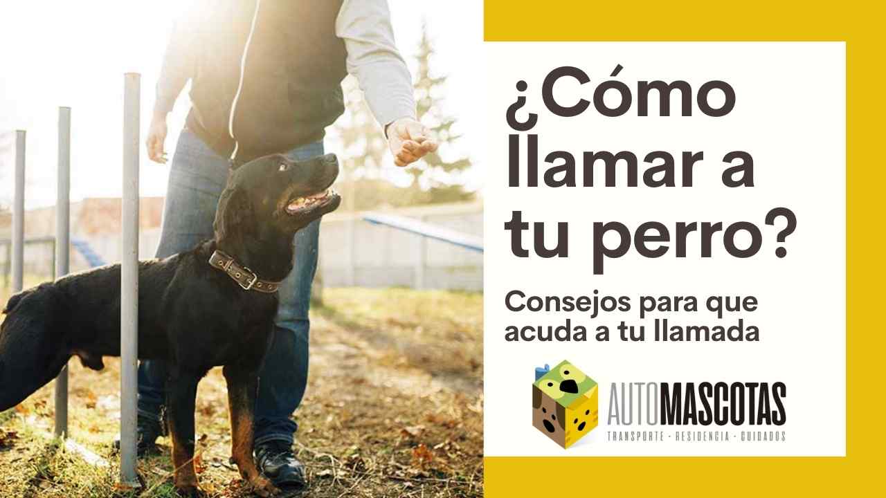 Cómo llamar a tu perro para que venga? Transporte de perros