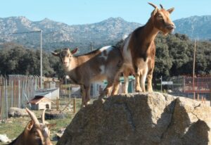 Visita nuestras cabras en la granja de cuidado AutoMascotas en Galapagar. Perfecto para grupos familiares, amigos y excursiones escolares. ¡Una experiencia educativa y divertida para todos!