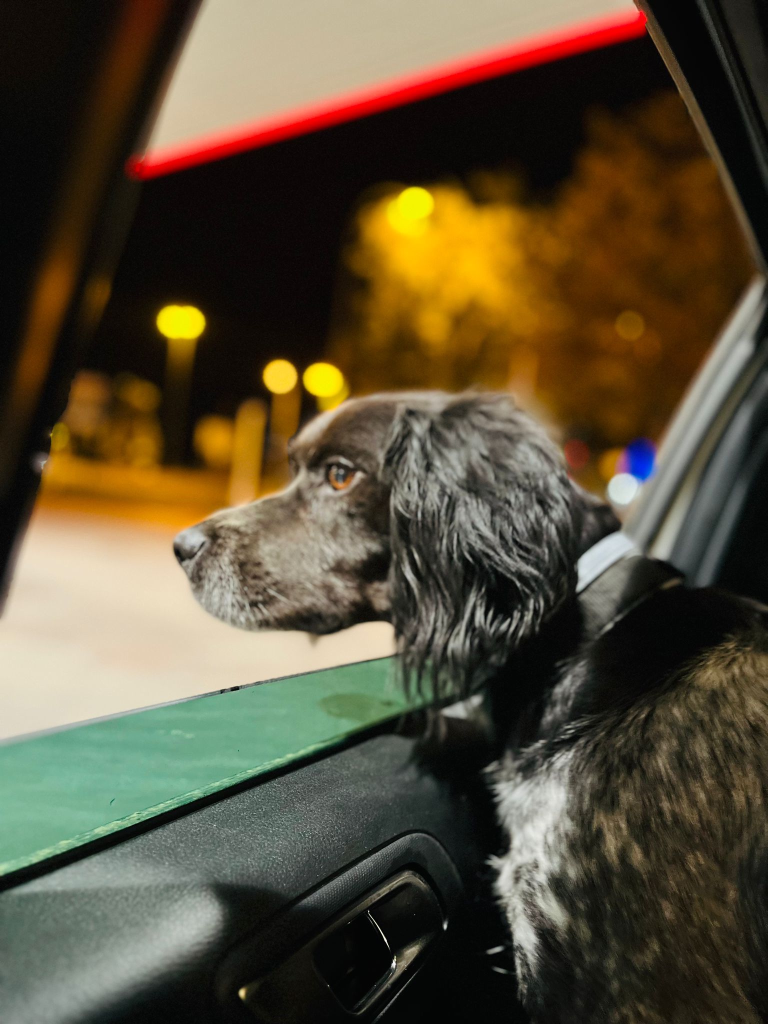 Viajar con tu mascota Consejos para garantizar su seguridad y comodidad