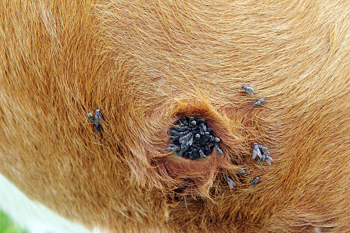 El Efecto de las Moscas en las Heridas de las Mascotas: Cuidado y Prevención
