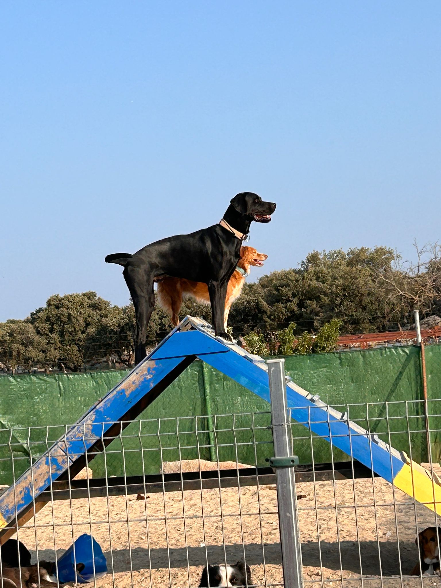 El Estado de las Mascotas al Regresar a Casa Después de Pasar Días en una Residencia Canina y Felina AutoMascotasen la Sierra del Guadarrama